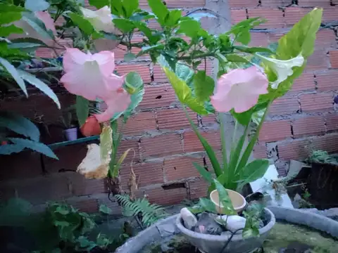 VENTA CASA  4 AMBIENTES GENERAL RODRIGUEZ