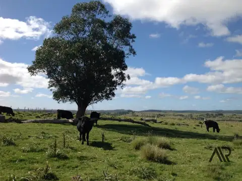 Camino vecinal sin 100