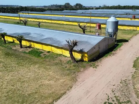 Granja Avicola - Producción a gran escala