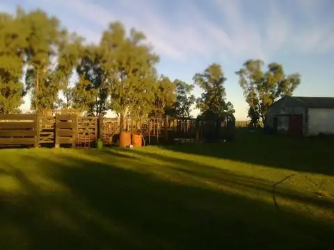 INDIO RICO - CORONEL PRINGLES 100