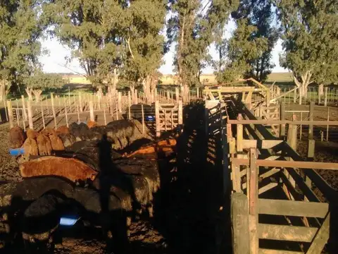 INDIO RICO - CORONEL PRINGLES 100