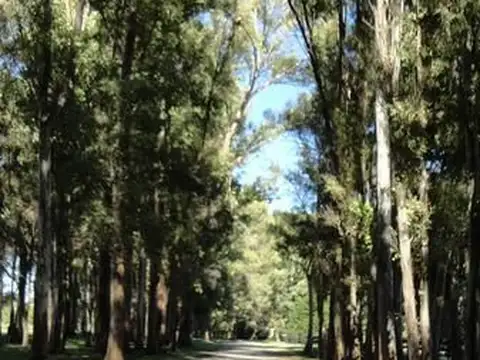 Lote Entre Añosa Arboleda 