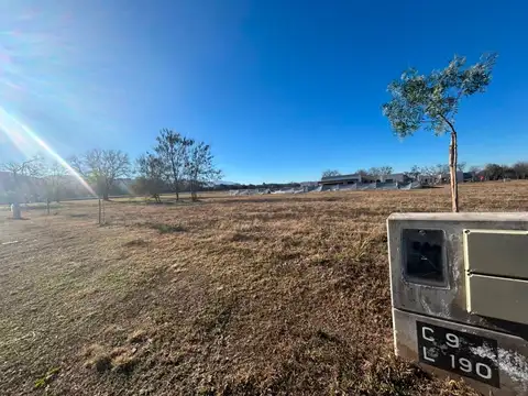 La Arbolada, Lote 100