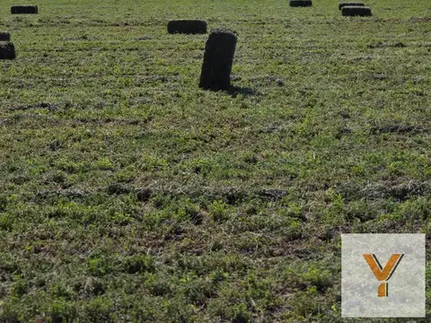 De Los Correa, Lavalle, Mendoza