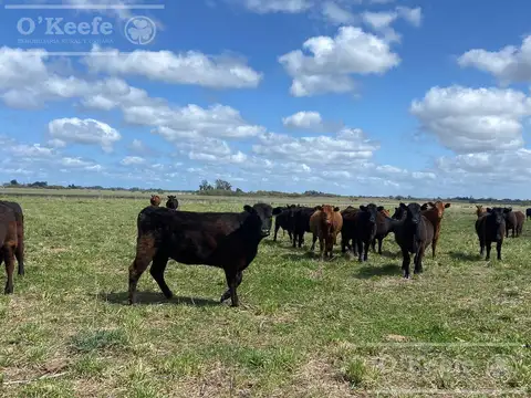 Campo en venta de 450 has en Magdalena