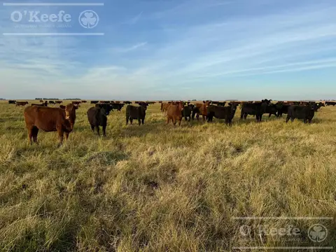 Campo en venta de 450 has en Magdalena