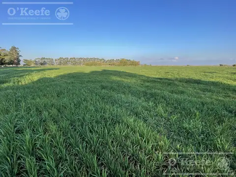 Campo en venta de 450 has en Magdalena