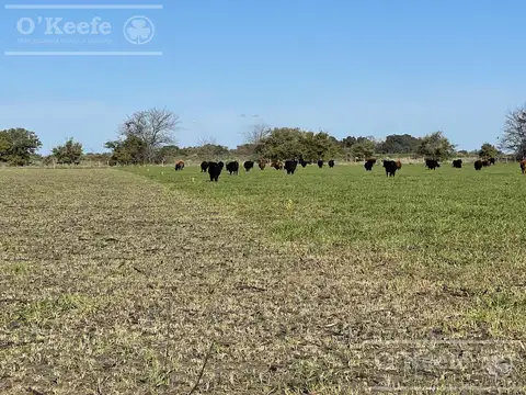 Campo en venta de 450 has en Magdalena