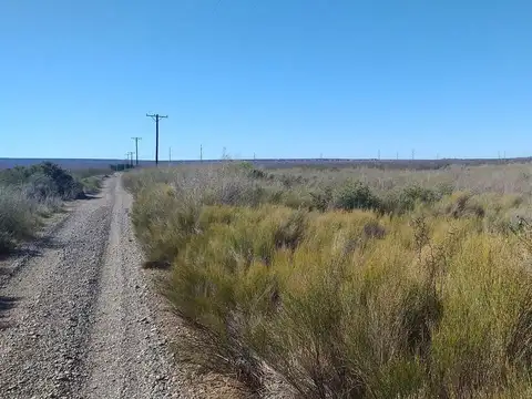 Campo de 25 Ha en venta en Senillosa. A 500 m de la R22. USD100.000. Con ESCRITURA.