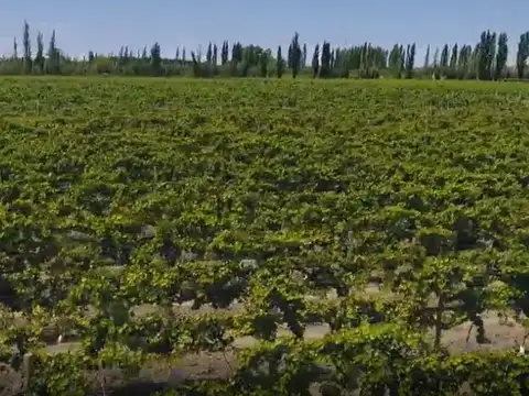 Finca en Junín