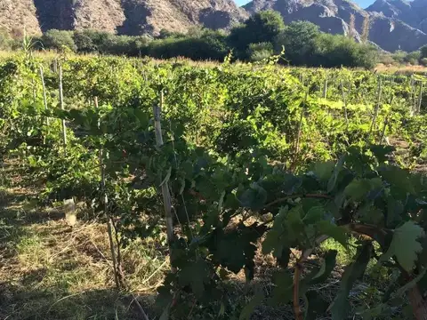 VENTA DE FINCA Y BODEGA EN CATAMARCA
