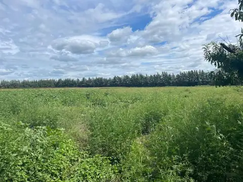 Campo en venta de 12,5 has agrícolas