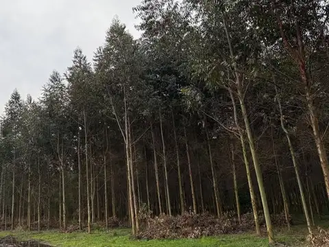 Terreno en Venta de 20000,0 m2