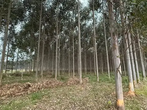 Terreno en Venta en Los Charrúas, USD 100.000