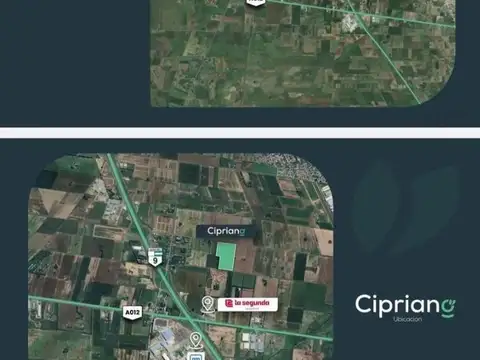 Cipriano 1