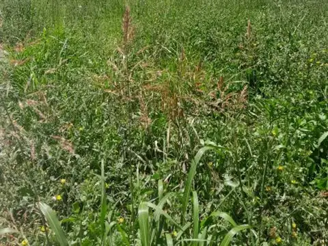 Terreno en Venta en Cortines, USD 25.000