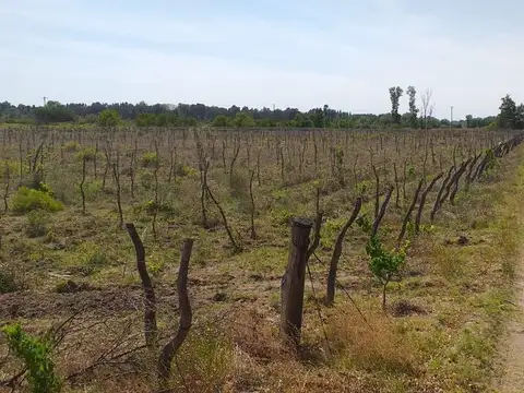 Terreno en Venta de 70000,0 m2