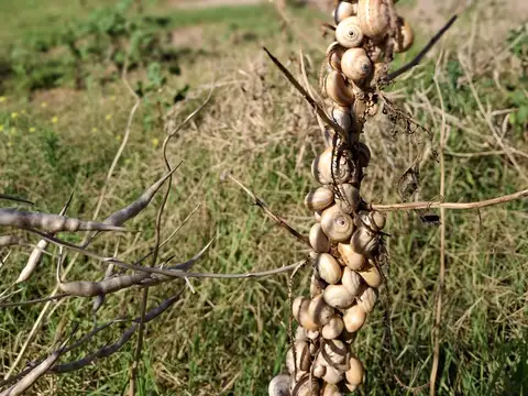 Terreno en Venta de 600,0 m2