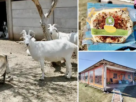 Tambo Caprino Automatizado en Venta - 27 Ha con Fondo de Comercio + Restaurante - Villa Larca,...