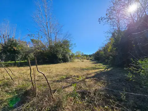 ANEMONAS Y JORGE CAFRUNE