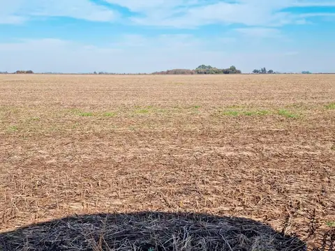 265 has de campo agricola en Chacabuco