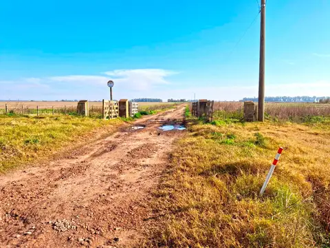 265 has de campo agricola en Chacabuco