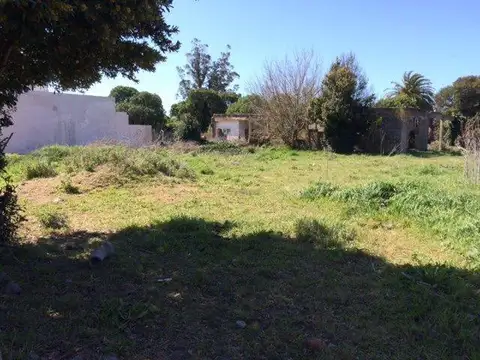 SANTA CECILIA Y LOS PINOS