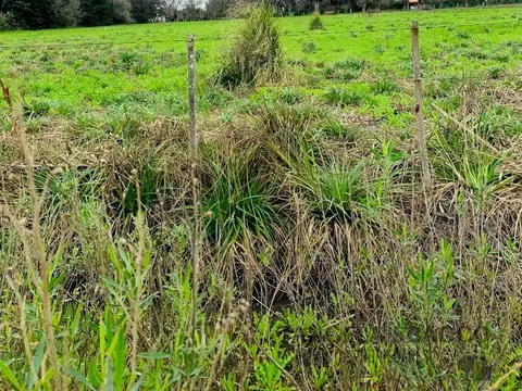 Terrenos en el Remanso.
