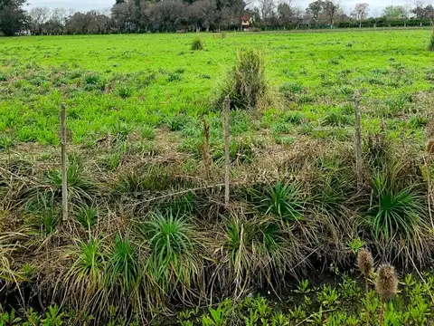 Terreno en Venta 50  mts Fondo