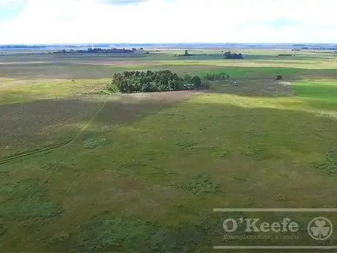 Campo en venta en Chascomus 500 Has.  Mixto, armado. Producir y disfrutar.