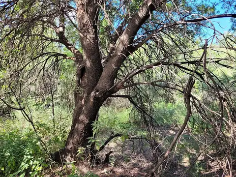 Terreno en Venta de 10000,0 m2