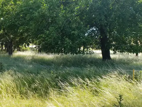 Venta Campo en Baradero 78 Hectareas