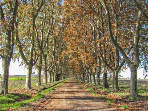 Azahares del Parana - Rt Prov. 21 - Km 25 'BSE63