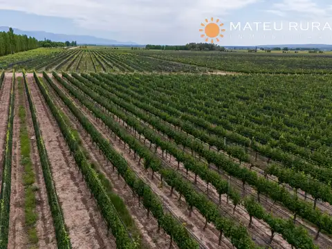 Finca con viñedos en Lujan de Cuyo