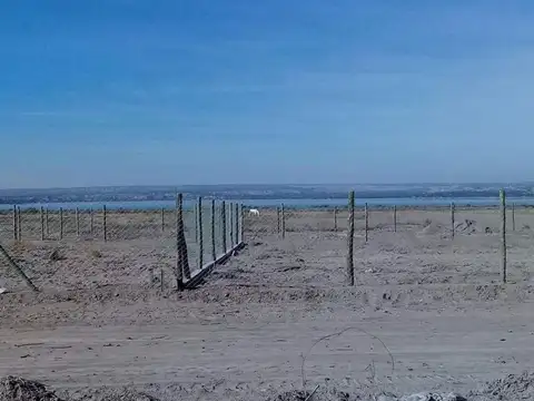 Pincolini