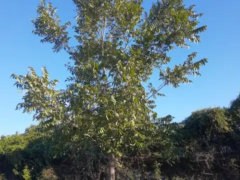 Terreno en  Cululú