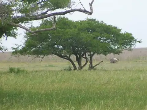 Campo en Venta Ganadero