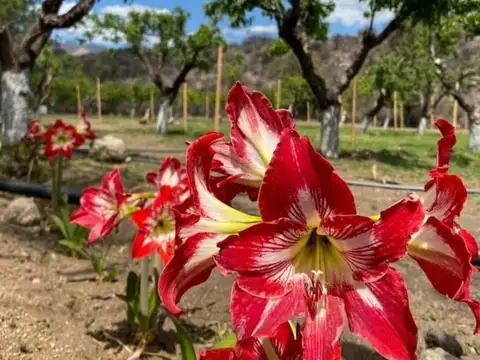 Ruta 25 De Mayo