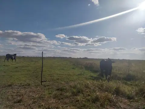 50 Hectáreas Agrícolas/Ganaderas en "Campo Bello"