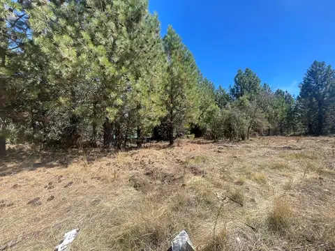 Paseo de los Sauces