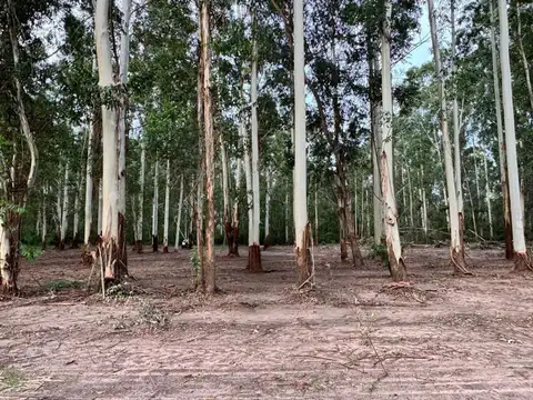 Terreno en Venta en Colonia Carolina, Goya