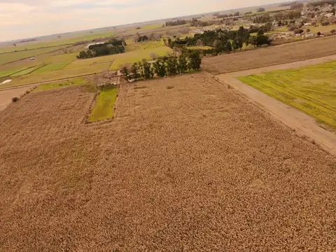 Campo en Venta Agrícola