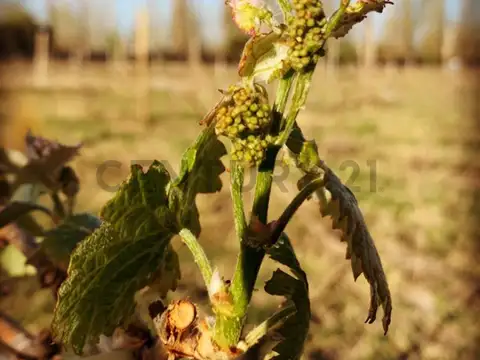 Terreno en Venta de 3139,0 m2