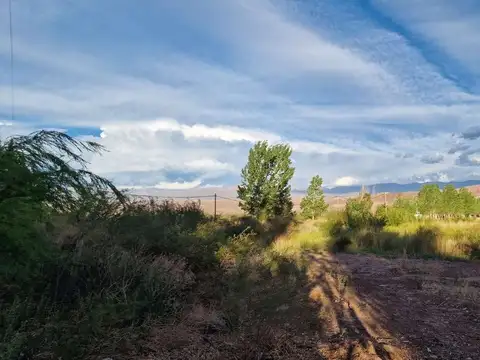 GUALINO Y HUARPES, LOTE 100