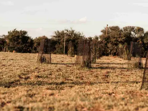 Terreno en La Macarena Club de Campo - Toay
