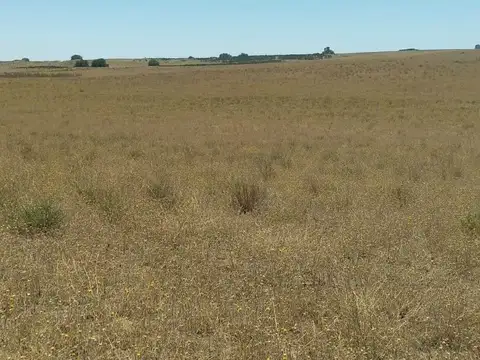 Arrendamiento: Excepcional campo ganadero de 560has - A 20km de Bahía Blanca