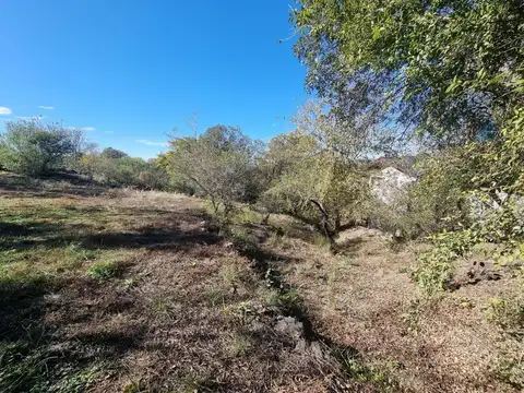 Palomita De La Virgen 100