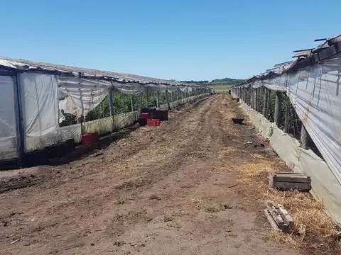 VENTA CAMPO HORTICOLA EN El BOQUERON