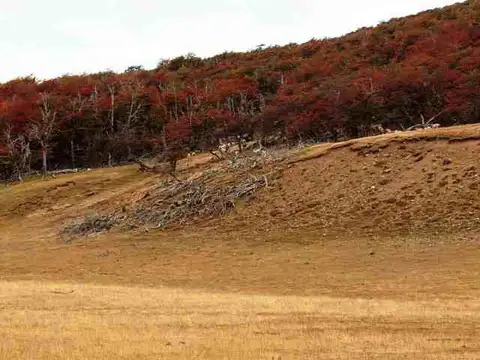 Campo - Tucu Tucu