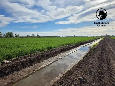 Campo en Venta Agrícola